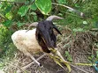 Sheep Available for Sale - 3