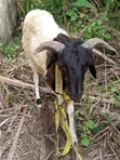 Sheep Available for Sale - 4