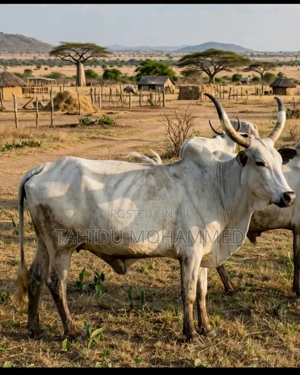 Cows for Sale - 100 Head - 1