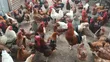 Day Old Fulani Giant Local Fowls - 2