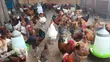 Day Old Fulani Giant Local Fowls - 3