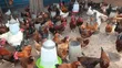Day Old Fulani Giant Local Fowls - 4
