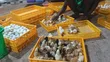 Day Old Fulani Giant Local Fowls - 5
