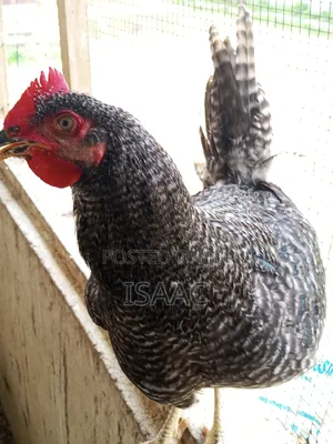White Cockerels & Plymouth Rock Roosters