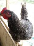 White Cockerels & Plymouth Rock Roosters - 1