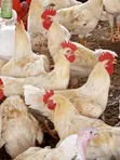White Cockerels & Plymouth Rock Roosters - 2