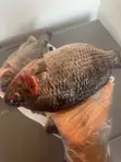 Fresh Tilapia Available - All Sizes - 1