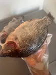 Fresh Tilapia Available - All Sizes - 2