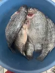 Fresh Tilapia Available - All Sizes - 3