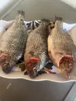 Fresh Tilapia Available - All Sizes - 4