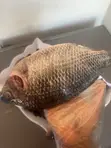 Fresh Tilapia Available - All Sizes - 5