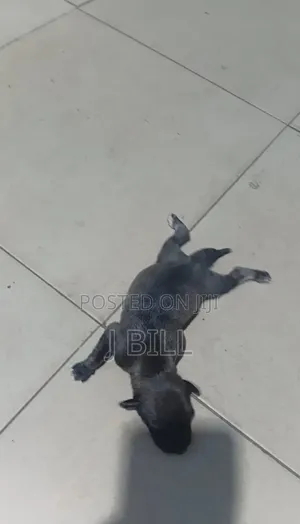 Female Doberman Pinscher Mix Puppy