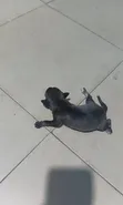 Female Doberman Pinscher Mix Puppy - 2