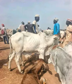 Healthy Gudali Cows for Sale