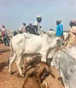 Healthy Gudali Cows for Sale - 1