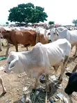 Healthy Gudali Cows for Sale - 2