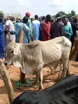 Healthy Gudali Cows for Sale - 3