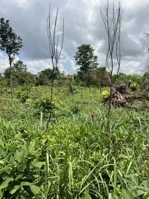 100x100ft Land for Sale at Kwanhoma Bedaase