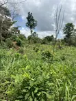 100x100ft Land for Sale at Kwanhoma Bedaase - 3