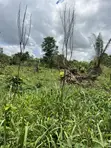 100x100ft Land for Sale at Kwanhoma Bedaase - 4