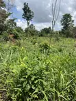 100x100ft Land for Sale at Kwanhoma Bedaase - 5