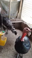 Broad Breasted Bronze Turkeys for Sale - 1