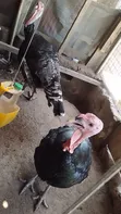 Broad Breasted Bronze Turkeys for Sale - 2