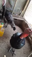 Broad Breasted Bronze Turkeys for Sale - 3