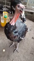 Broad Breasted Bronze Turkeys for Sale - 4