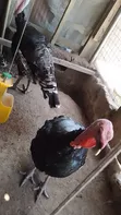 Broad Breasted Bronze Turkeys for Sale - 5