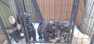 Female Mixed Breed Poodle Puppy (1-3 Months)