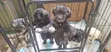 Female Mixed Breed Poodle Puppy (1-3 Months) - 2