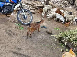 Goats for Meat and Rearing