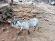 Goats for Meat and Rearing - 2