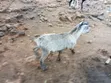 Goats for Meat and Rearing - 3