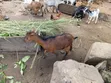 Goats for Meat and Rearing - 4
