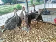 Goats for Meat and Rearing - 5