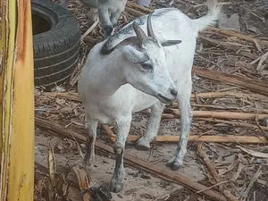 Female Goat - Second Birth