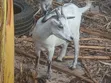 Female Goat - Second Birth - 1