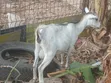 Female Goat - Second Birth - 2