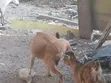 Female Goat - Second Birth - 3