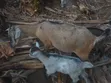 Female Goat - Second Birth - 4