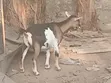 Female Goat - Second Birth - 5