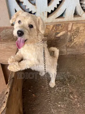 Purebred Poodle - 1+ Year Old Male