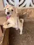 Purebred Poodle - 1+ Year Old Male - 1
