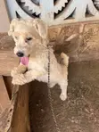 Purebred Poodle - 1+ Year Old Male - 2