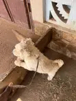 Purebred Poodle - 1+ Year Old Male - 3