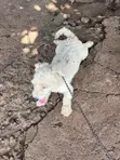 Purebred Poodle - 1+ Year Old Male - 4