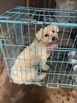 Purebred Poodle - 1+ Year Old Male - 5