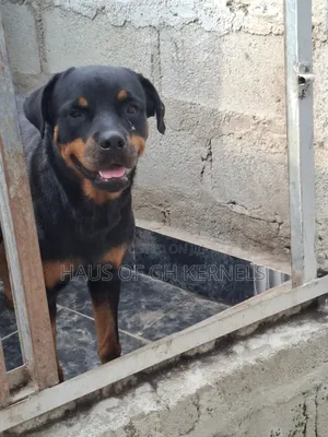 Purebred Rottweiler - 1.5 Years Old Female
